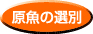 原魚の選別 原魚の選別